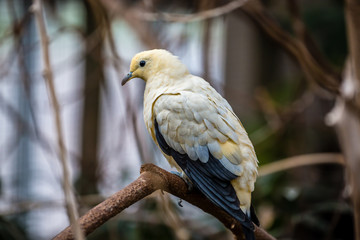 Pied Imperial Pigeon