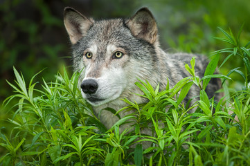 Grey Wolf (Canis lupus) Looks Forward Eagerly