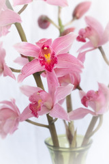 pink and white orchids in vase