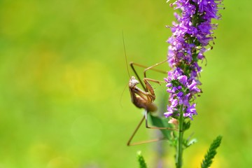 警戒するカマキリ