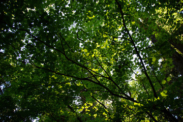 Fototapeta na wymiar Canopy of leaves