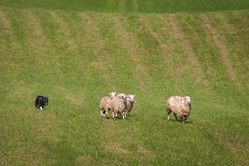 Stock Dog Moves Group of Sheep (Ovis aries) Up Field
