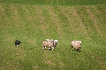 Naklejka na ściany i meble Stock Dog Moves Group of Sheep (Ovis aries) Up Field