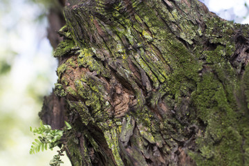 Musgo y corteza