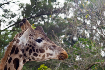 Giraffe