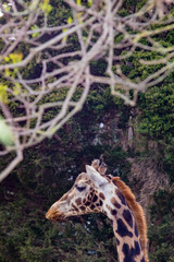 Thin Giraffe Head vert