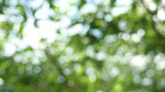 Beautiful green leaf nature background out of focus video footage, bright bokeh abstract blurred, summer season trees swinging slowly moving soft breeze.