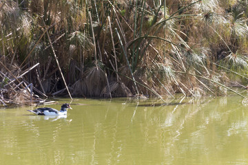 Parque Moinhos de vento Porto Alegre Rio Grande do sul lagoa com patos e tartarugas e o moinho ao fundo