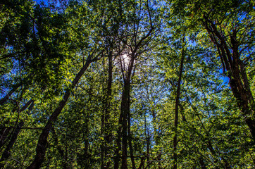 Oaks Forest