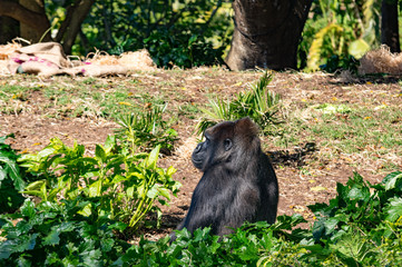 Fototapeta premium Gorilla in the Bushes