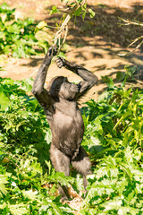Fototapeta premium Gorilla with branch vert