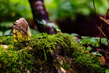 渓谷の岩肌に繁茂する苔と枯れ葉