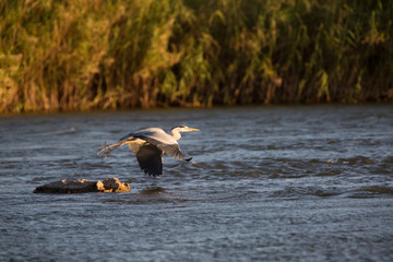 african bird looking for food