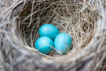 Three beautiful blue robin bird eggs resting in a nest