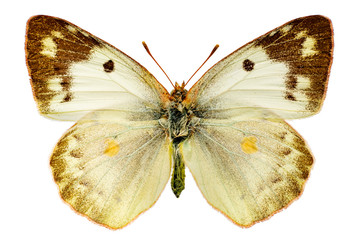 Colias hyale on a white background
