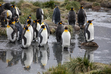 penguin in the arctic
