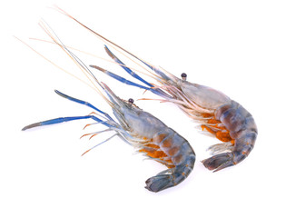 Giant freshwater prawn isolated on white background