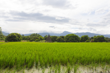 green rice field with longan garden