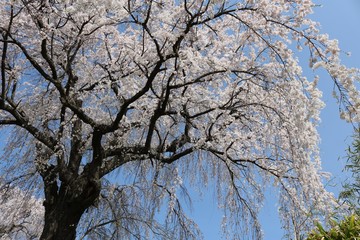 美しいさくら/春爛漫日本の桜の風景