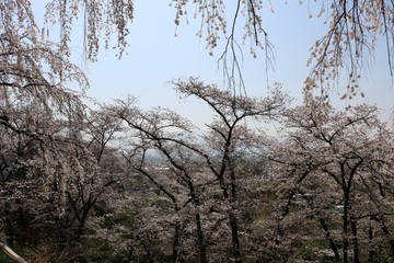 美しいさくら/春爛漫日本の桜の風景