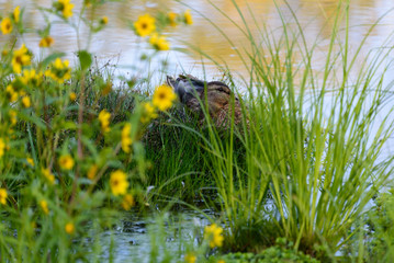 Peaceful female mallard duck laying down resting in a grassy patch on the side of marsh stream, green foliage
