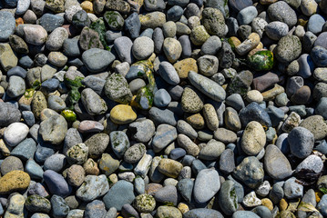 Small round rocks, multicolored, seaweed, rocky beach nature background
