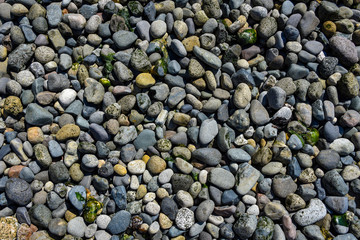 Small round rocks, multicolored, seaweed, rocky beach nature background
