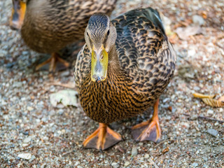duck