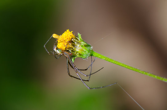 aracnido