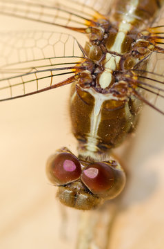 libelula
