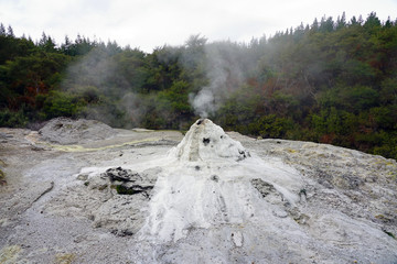 View of the Lady Knox geyser erupting in the Waiotapu area of the Taupo Volcanic Zone in New Zealand