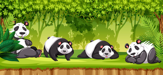 Set of pandas in jungle