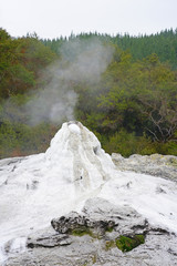 View of the Lady Knox geyser erupting in the Waiotapu area of the Taupo Volcanic Zone in New Zealand