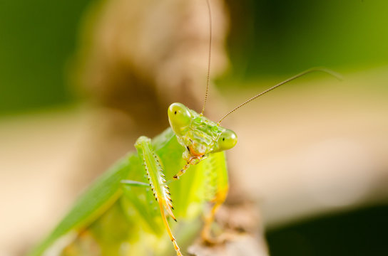 mantis