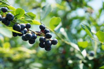 ブルーベリー摘み