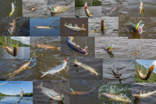 Collage of a large number of fish caught