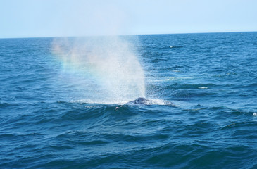 close up on the whale sprouting in the ocean 
