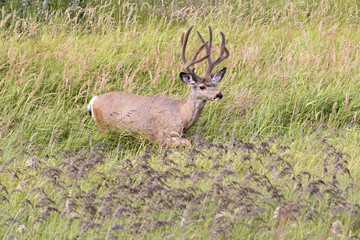 Mule deer (Odocoileus hemionus)