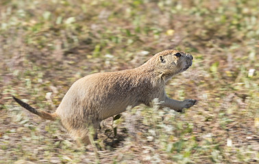 Jumping Black-tailed prairie dog (Cynomys ludovicianus)