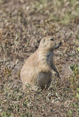 Naklejka na ściany i meble Black-tailed prairie dog (Cynomys ludovicianus)