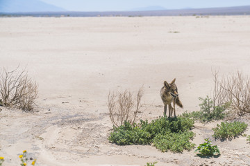 coyote stalk on roadside  in desert area.