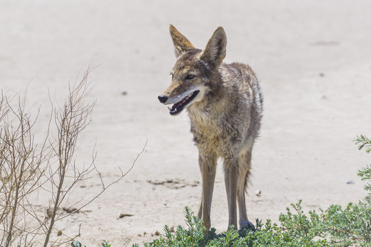 coyote stalk on roadside  in desert area.