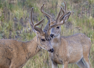 Portrait of two mule deers