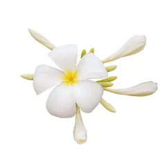 Crédence de cuisine en verre imprimé Frangipanier white plumeria bouquet flower isolated on white background included clipping path