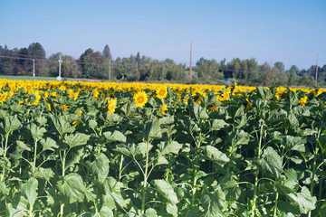 Fototapeta na wymiar Field of blooming sunflowers at harvest