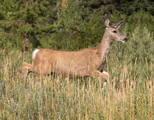 Running Female Mule deer (Odocoileus hemionus)