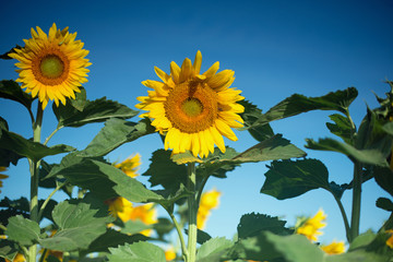 Two isolated blooming sunflowers, blue sky, sunny day