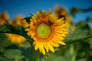Isolated sunflower in full bloom Orange and yellow