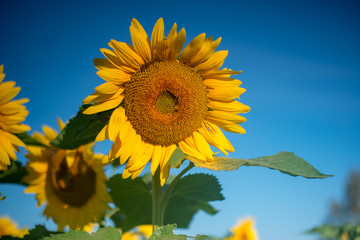 Isolated sunflowers in early summer morning