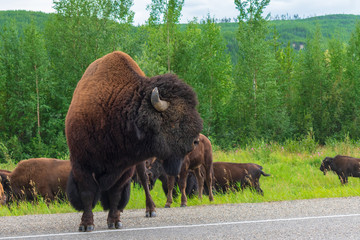 Bison Along The Alaska Highway, Canada © TSchofield